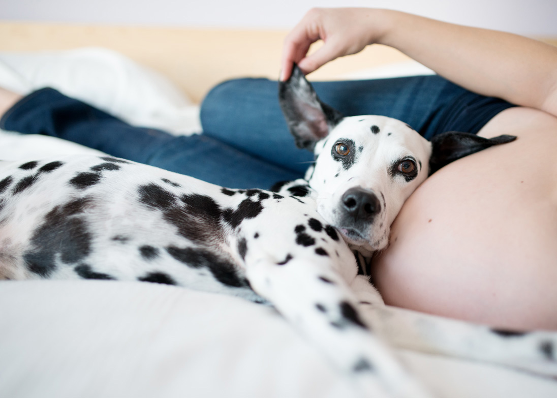 Expecting Couple Matea and Lars with their Dalmatian, Kan